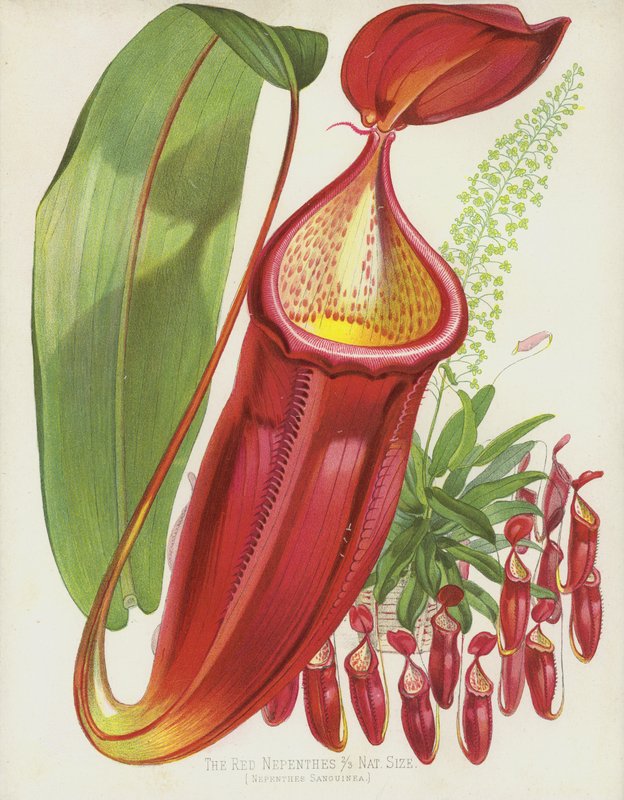 Den røde Nepenthes, Nepenthes Sanguinea af English School
