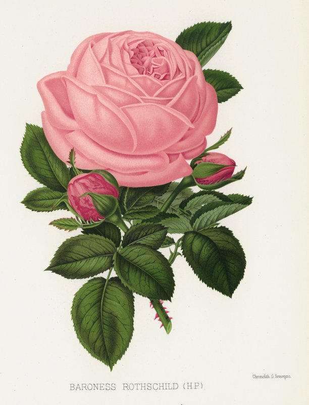 Rosenhaven: Baronesse Rothschild, HP af English School