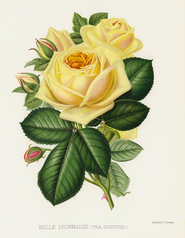 Rosenhaven: Belle Lyonnaise, teduftende af English School