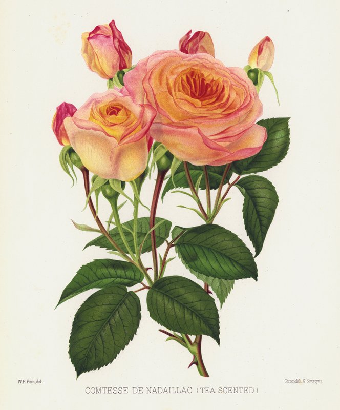 Rosenhaven: Comtesse De Nadaillac, teduftende af English School