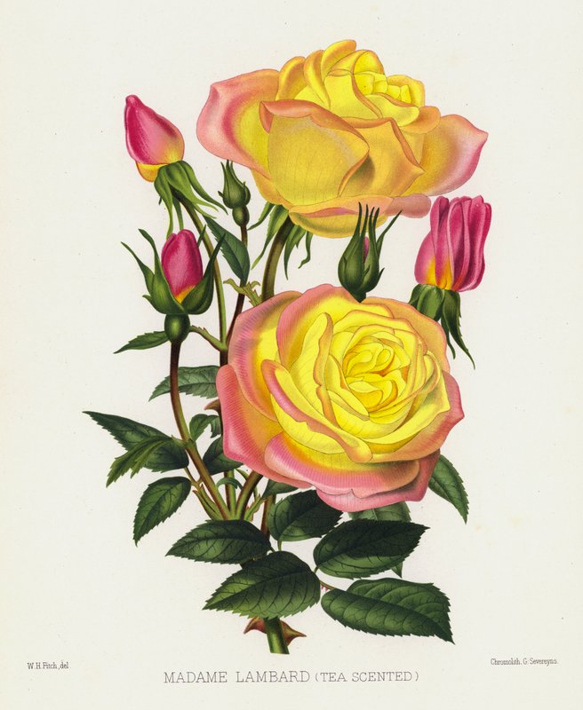 Rosenhaven: Madame Lambard, teduftende af English School