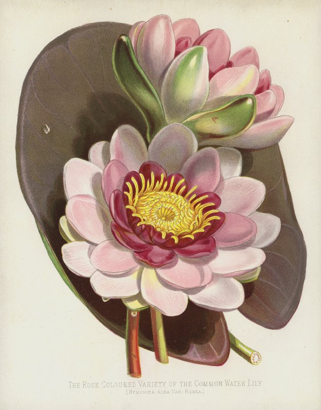 Den rosenfarvede variant af den almindelige vandlilje, Nymphaea Alba, var Rosea af English School