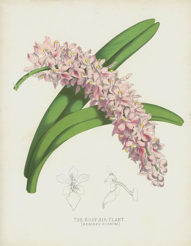 Den rosenrøde luftplante, Aerides Roseum af English School