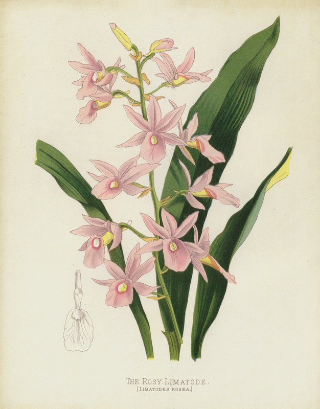 Den rosenrøde limatode, Limatodes Rosea af English School