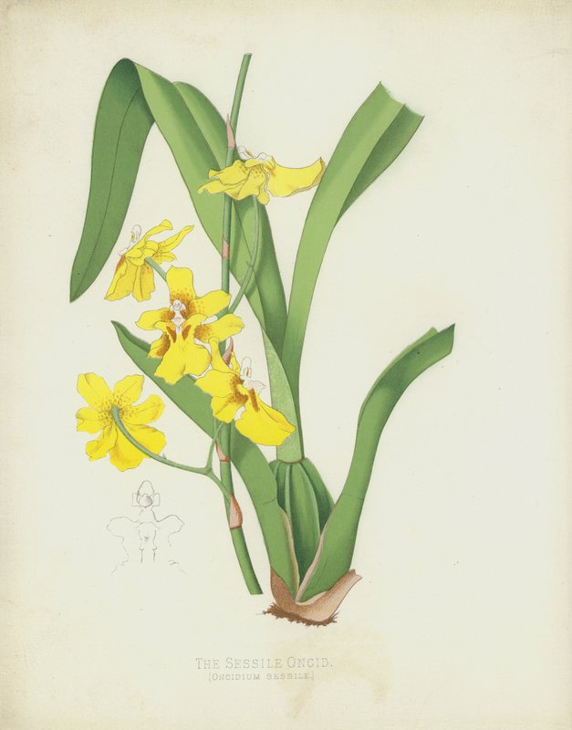 Den sessile oncid, Oncidium Sessile af English School