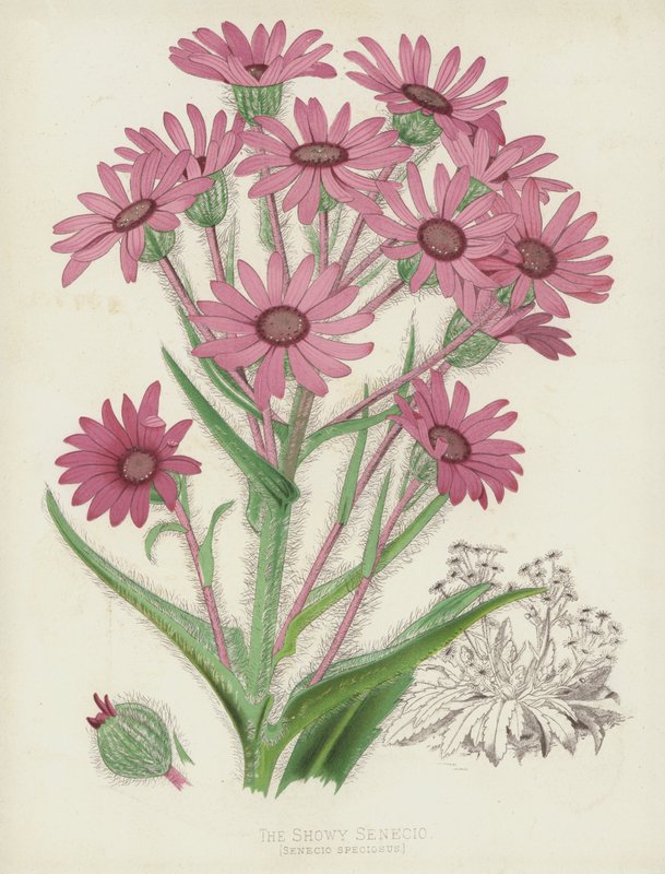 Den prangende Senecio, Senecio Speciosus af English School