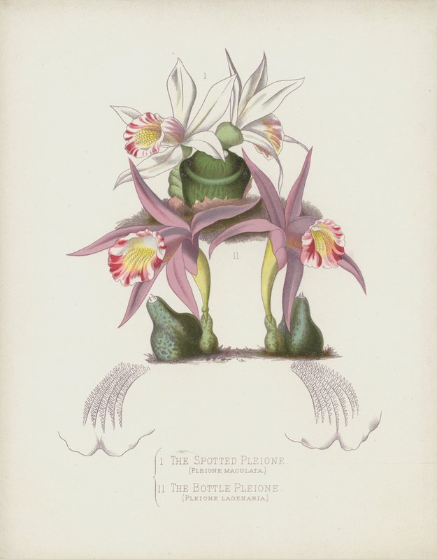 Plettet Pleione, Pleione Maculata; Flaskepleione, Pleione Lagenaria af English School