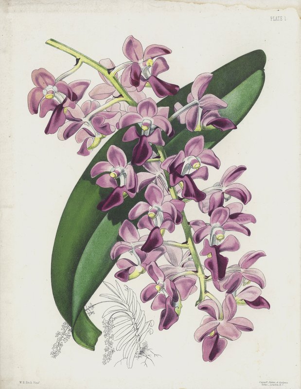 Den tykbladede luftplante, Aerides Crassifolium af English School