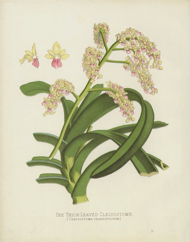 Den tykbladede Cleisostome, Cleisostoma Crassifolium af English School