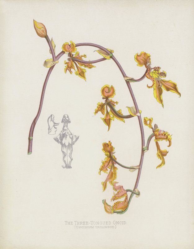 Den tretungede Oncid, Oncidium Trilingue af English School