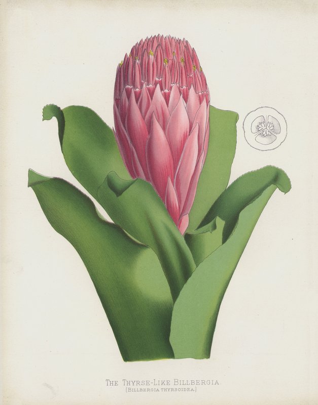 De thyrse-lignende Billbergia, Billbergia Thrysoidea af English School