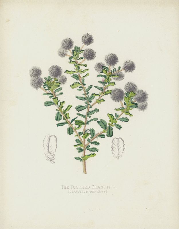 Tandet Ceanothe, Ceanothus Dentatus af English School