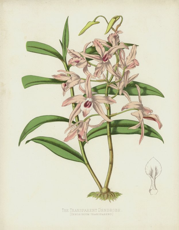 Den gennemsigtige Dendrobe, Dendrobium Transparens af English School