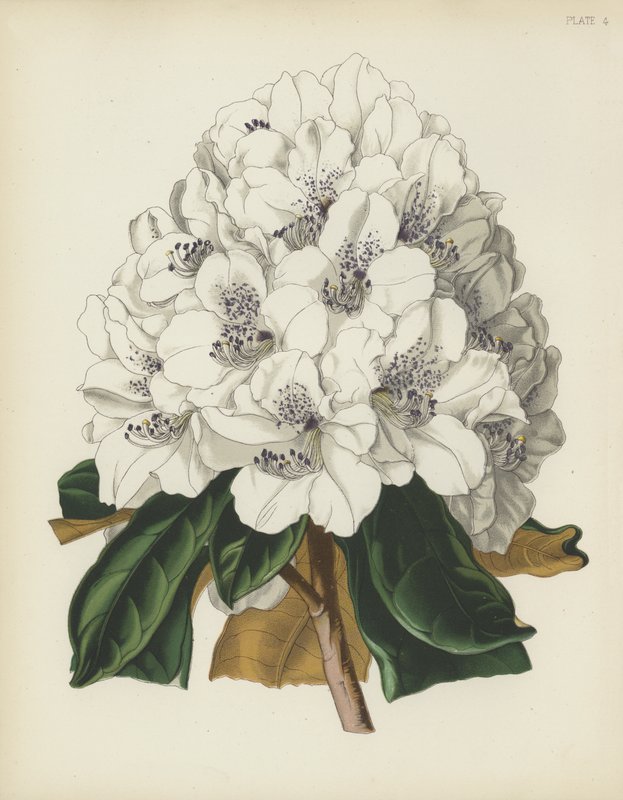 The White Cunningham Rhododendron, Rhododendron Cinnamomeum; var Cunninghami af English School