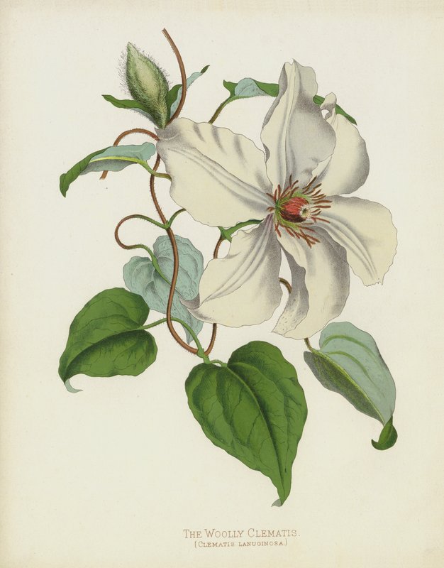 Den uldne klematis, Clematis Lanuginosa af English School