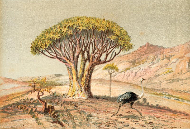 De store træer: aloe fra Damaraland, Sydvest Afrika af English School