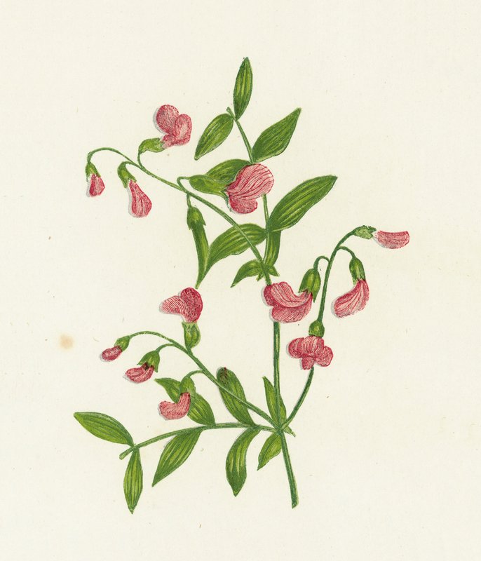 Bitter Vikke, Orobus Tuberosus af English School