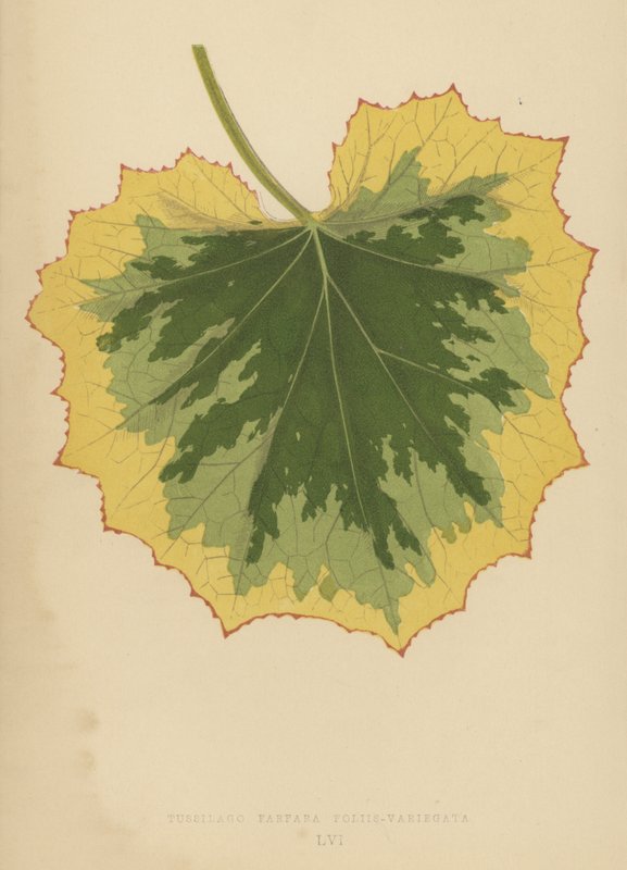 Tussilago Farfara Leaf-Variegata af English School