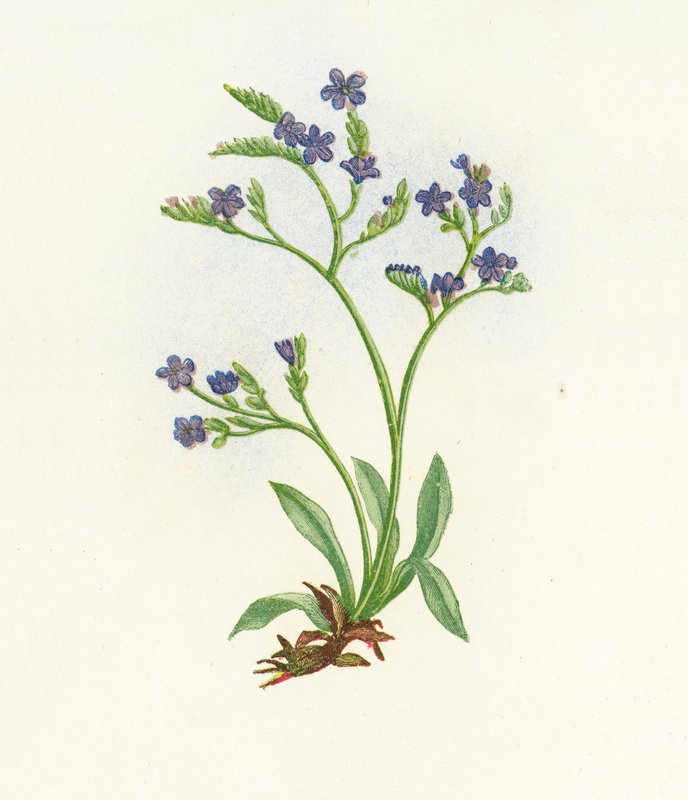 Oprejst Spiddet Hav-Lavendel, Statice Binervosa af English School