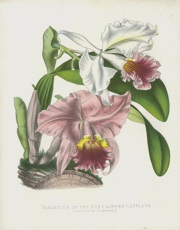 Varianter af Ruby-Lipped Cattleya, Cattleya Labiata af English School