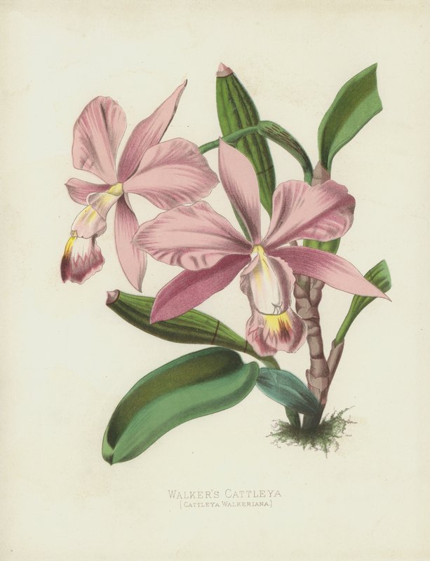 Walkers Cattleya, Cattleya Walkeriana af English School