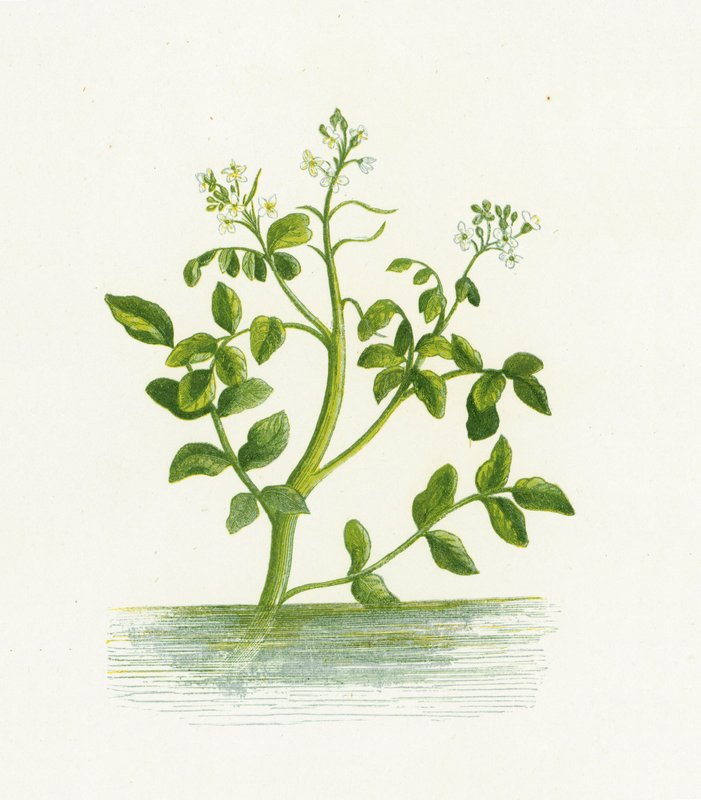 Vandkarse, Nasturtium Officinale af English School