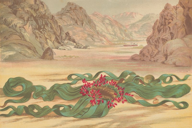 Welwitschia mirabilis, plante fra Sydvestafrika af English School