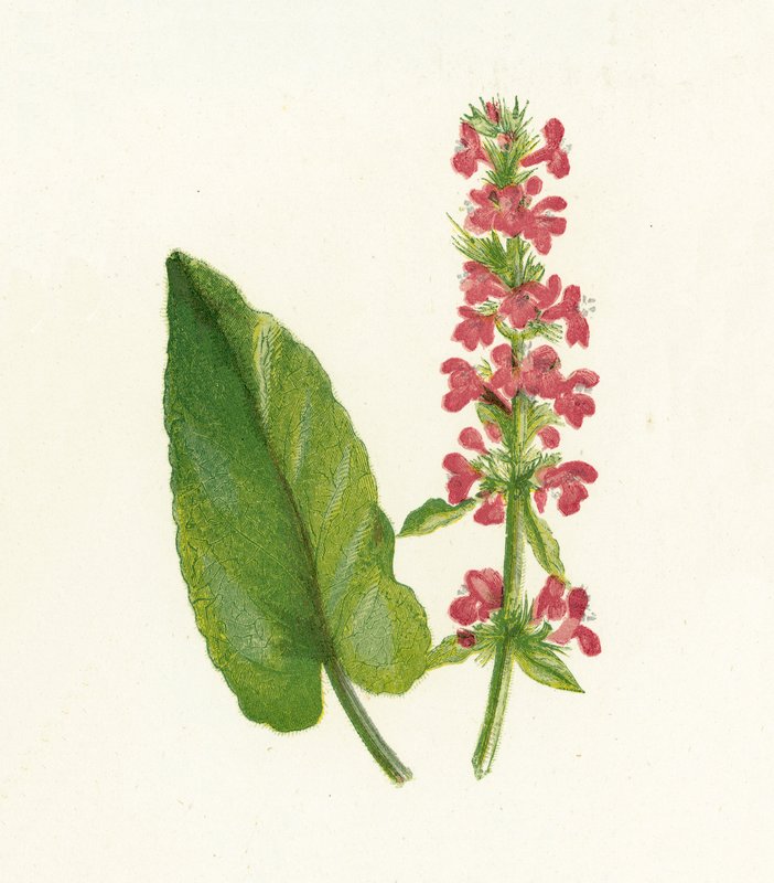 Træbeton, Betonica Officinalis af English School