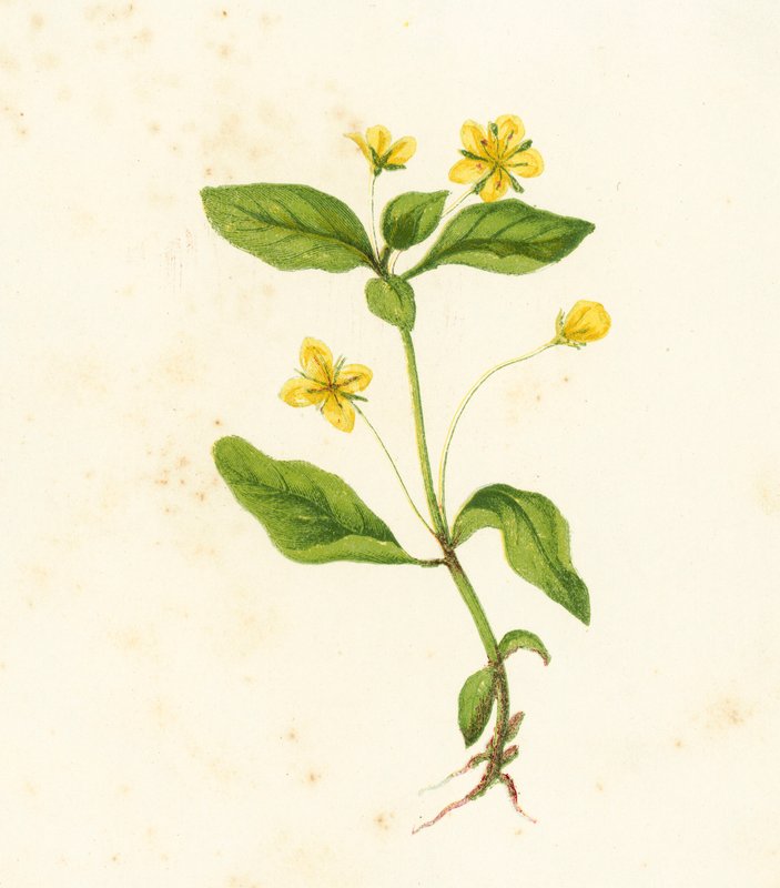 Træ-Losestrife, Lysimachia Nemorum af English School