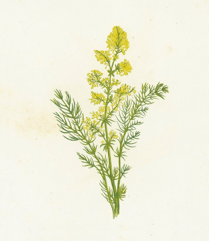 Gul stråtop, Galium Verum af English School