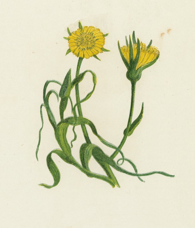 Gult gedeskæg, Tragopogon Pratensis af English School