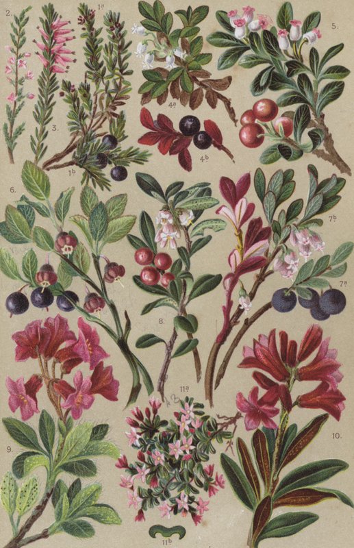 Alpine flora af European School