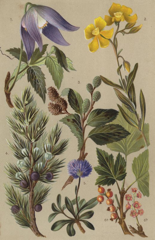 Alpine flora af European School