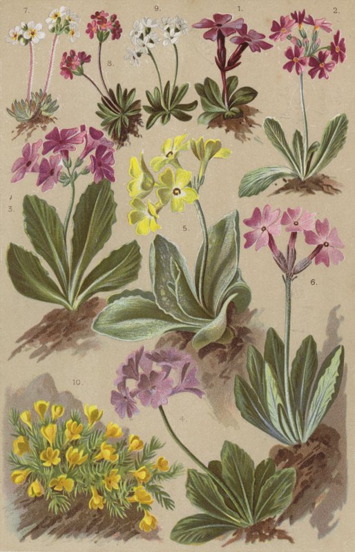 Alpine flora af European School