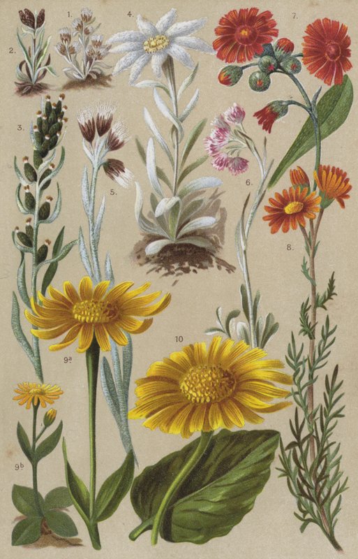 Alpine flora af European School