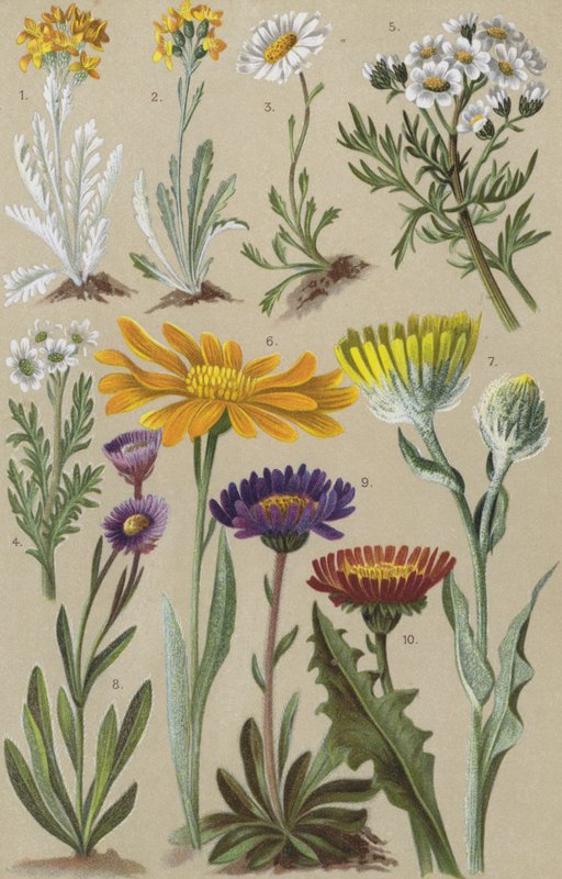 Alpine flora af European School
