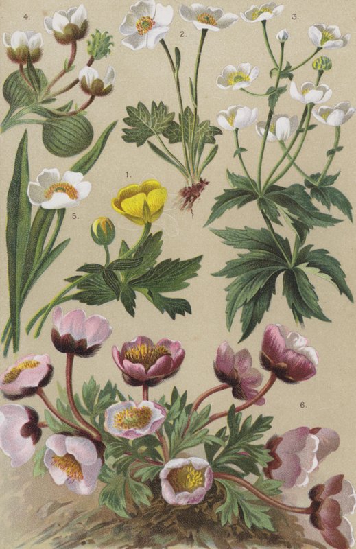 Alpine flora af European School