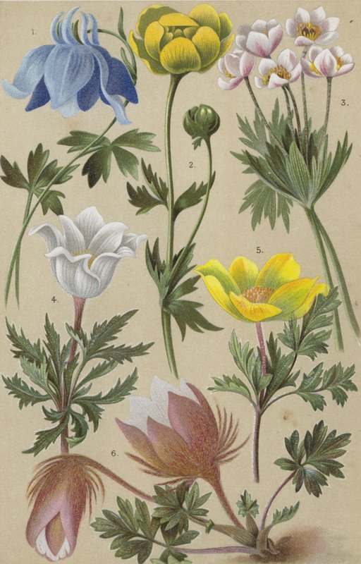Alpine flora af European School