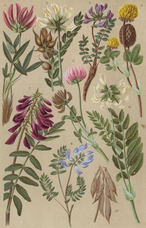 Alpine flora af European School