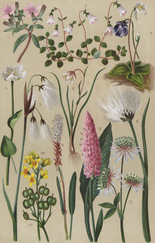 Alpine flora af European School