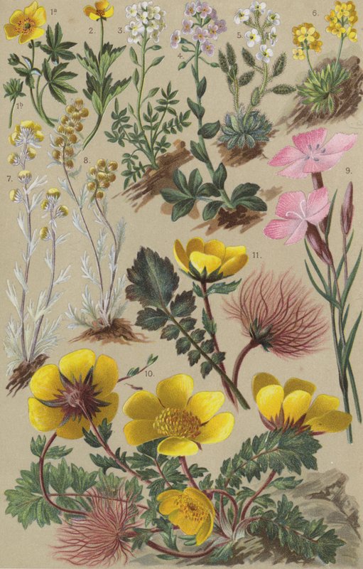 Alpine flora af European School
