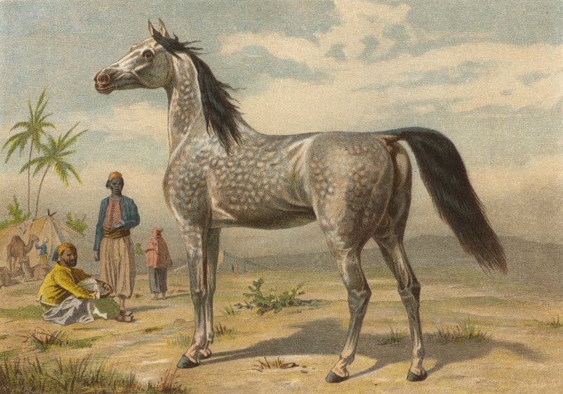 arabisk hest af European School