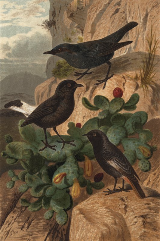 Blue Rock Thrush, Black Wheatear og Black Redstart af European School