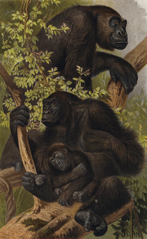 Gorilla af European School