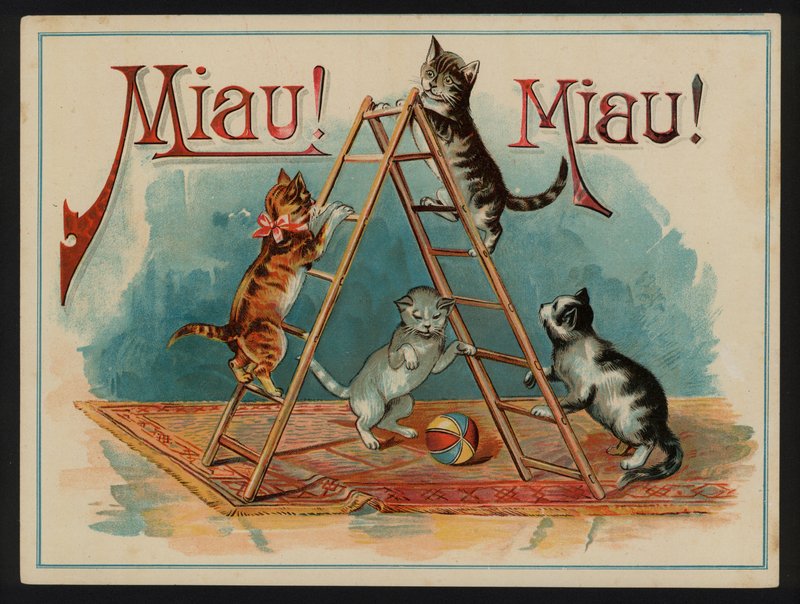 Miau! Miav! af European School