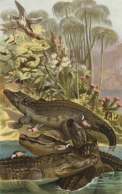 Nilkrokodil af European School