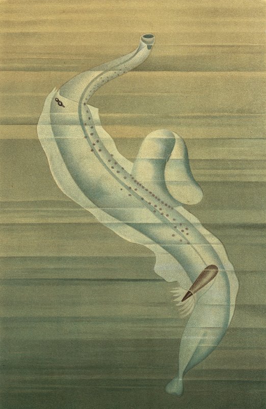 Pterotrachea af European School