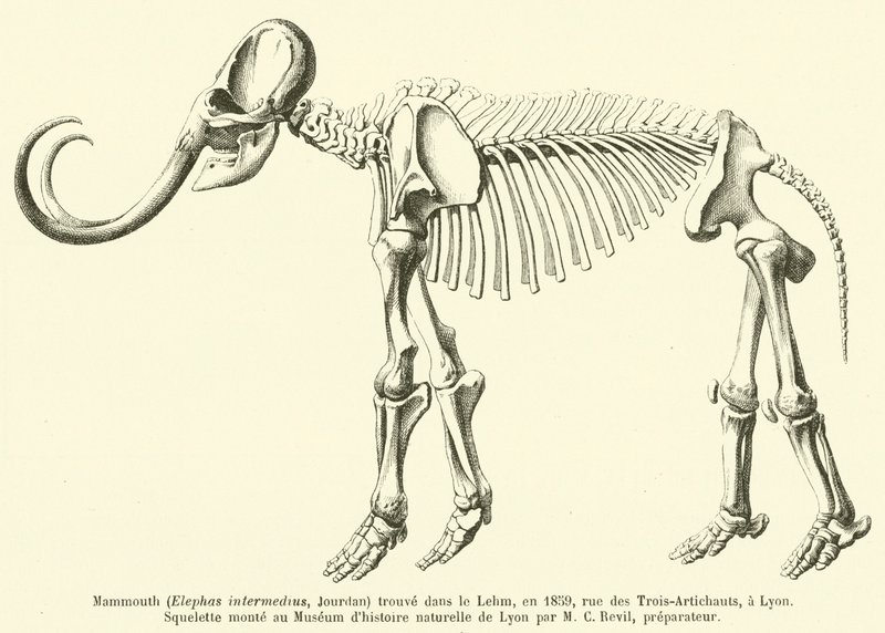 Mammoth (Elephas intermedius, Jourdan) fundet i Lehm, i 1859, rue des Trois-Artichauts, i Lyon af French School