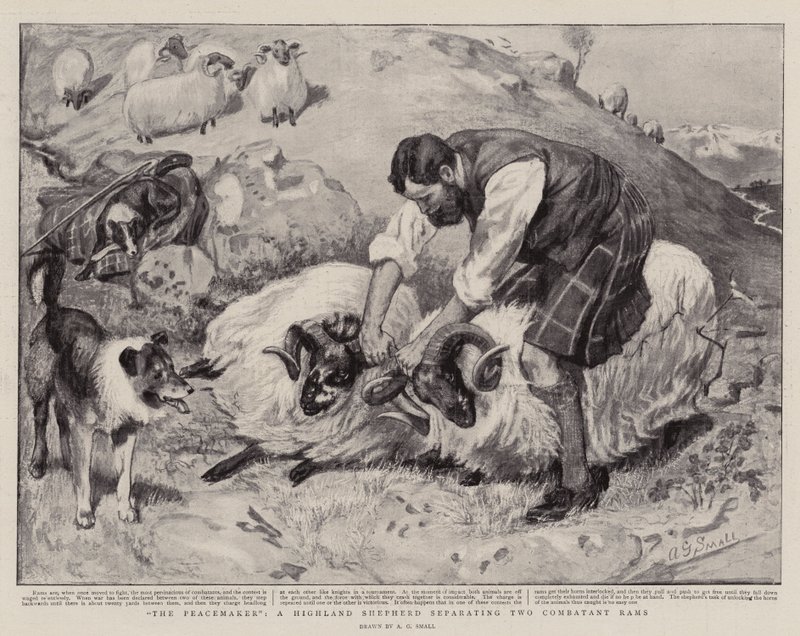 The Peacemaker, en Highland Shepherd, der adskiller to kombatterende væddere af A. G. Small