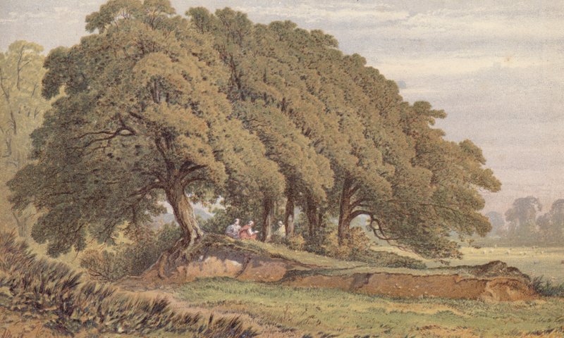 Studie af en gruppe egetræer, nær Eltham, Kent (chromolitho) af Aaron Edwin Penley